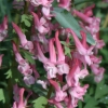 Corydalis solida Beth Evans - abriachan nurseries